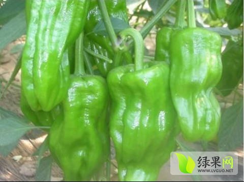 2016年安徽砀山砀椒三号价格