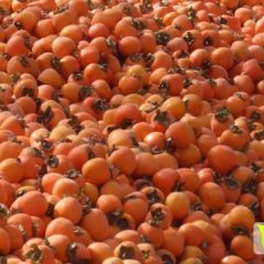 岱岳柿子 大型柿子园，管理好