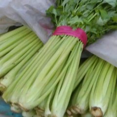 2016东昌府区沙镇 秋季供应意大利西芹