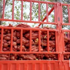 2016唐河红薯抓住商机无限