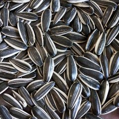 内蒙古阿拉善左旗葵花籽601