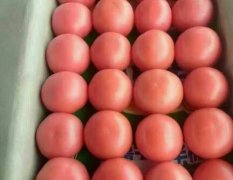 东昌府沙镇刘森华5月硬粉西红柿