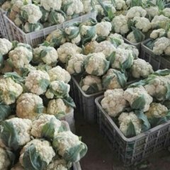 2016东昌府菜花再不来就没机会了！