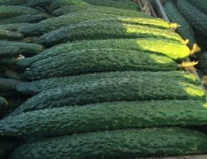 锦州黑山大量黄瓜供应！！可长期供货