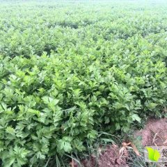河北沧州献县法国皇后芹菜出售