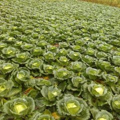 四川朝天中甘21甘蓝逐渐升温