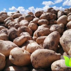 九原土豆 内蒙古优质沙土地种植