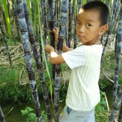 清远市横石水镇以种植黑皮甘蔗为主