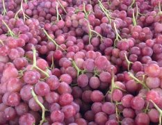 灵宝葡萄 大量的红提葡萄已经成熟