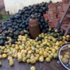 神池贺职张彭10月黑皮南瓜