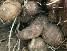 山东济宁有20亩毛芋头 今年芋头个大形状圆