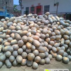 达拉特旗南瓜 种植7000亩金韩密本南瓜