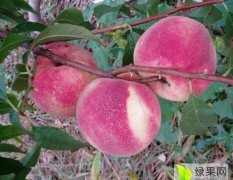 乳山金秋红蜜桃是属于晚秋桃