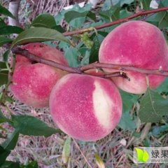 乳山金秋红蜜桃是属于晚秋桃
