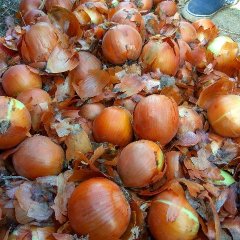 高台骆驼赵海10月黄皮洋葱