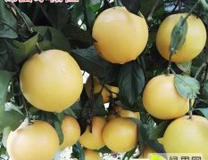湖南武陵冰糖橙柑橘类欢迎合作