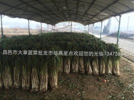 山东昌邑长白大葱品质优良