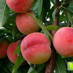 山东费县沂蒙霜红蜜桃长势旺盛