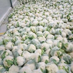 通许孙营马建磊10月银冠菜花