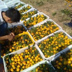 松滋柑橘，甘甜可口