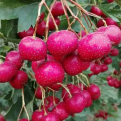 新泰山楂价格行情平稳新泰尹强诚信合作