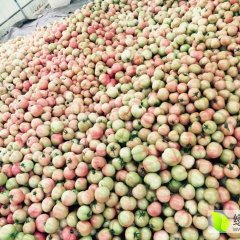 临淄10月1日，万亩西红柿（粉果）大量上市