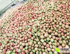 临淄10月1日，万亩西红柿（粉果）大量上市