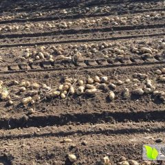 2016松原土豆值得出手