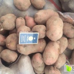 2016安定土豆青暑九号，青暑168质量好