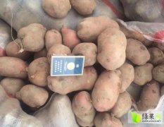 2016安定土豆青暑九号，青暑168质量好