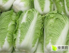 博爱白菜 北京新3号白菜预计在11月初上市