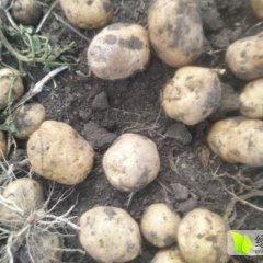 吉林公主岭荷兰十五土豆逐渐升温