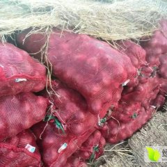 内蒙古松山黄皮紫皮洋葱出售耐储存