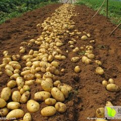 河南召陵荷兰十五土豆欢迎合作