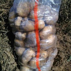 山西省神池县李俊义9月土豆