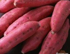 凌海红薯 自己种的20万斤早丰红薯！