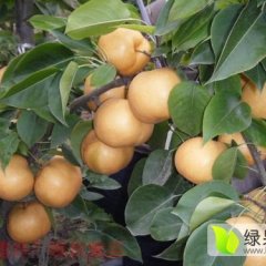 河南偃师晚秋黄梨随行就市
