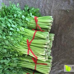 2016沂南芹菜俏销大江南北