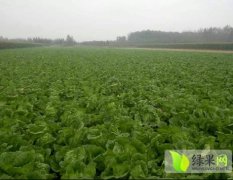 惠民县现大量供应大叶菠菜，义和秋白菜