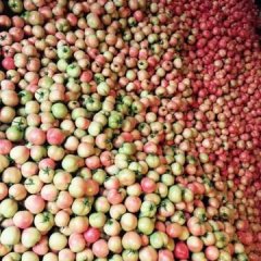 皇城镇10月1日，万亩西红柿（粉果）