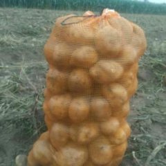 吉林省公主岭市怀德镇延薯四号