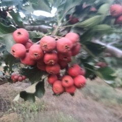 冠县大金星已下树，今年果个大色红