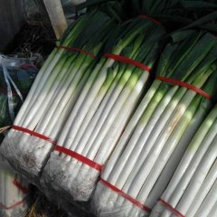 费县大葱以日本铁杆大葱为主