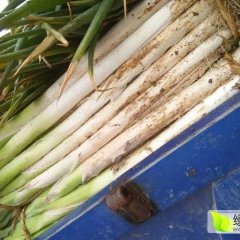 昌邑大葱远名大江南北 。欢迎前来洽谈