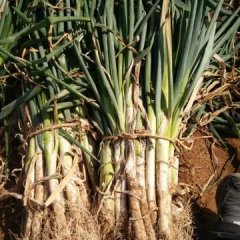 万荣大葱种植历史悠久，品质名优