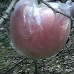 运城市临猗县东张镇黄土高坡红富士苹果