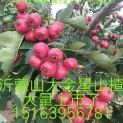 蒙阴山楂山区种植，山泉水灌溉