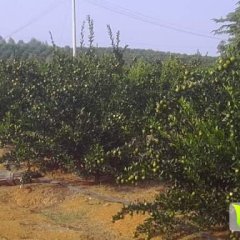 广西富川南丰蜜桔 上品蜜桔。眼见为实