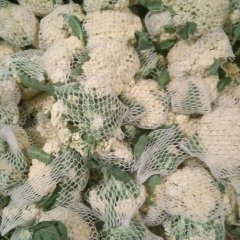 东昌府菜花今日量大，质量优
