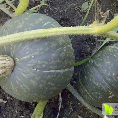 黑龙江勃利甜栗王南瓜口感香甜细腻